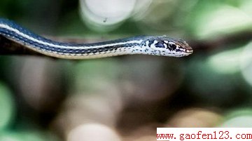 еĶԤʾʲô                       www.gaofen123.com