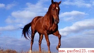  www.gaofen123.com