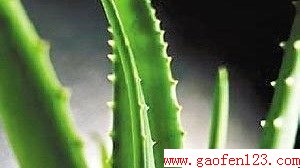 «ôݣ www.gaofen123.com