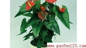  www.gaofen123.com