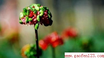 ߹Ч                       www.gaofen123.com