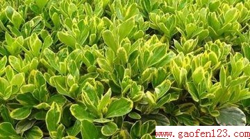 ҶĹЧ                   www.gaofen123.com