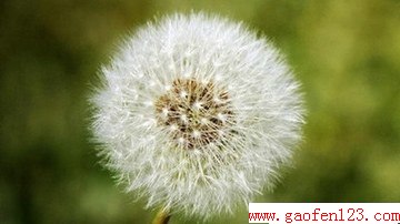 ѹӢĹЧ+www.gaofen123.comĶ