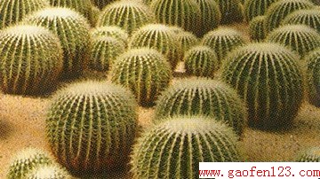  www.gaofen123.com