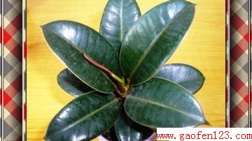 家庭种植橡皮树的护理 www.gaofen123.com