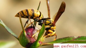 ڻⱻμȣwww.gaofen123.com
