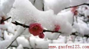 大雪 www.gaofen123.com