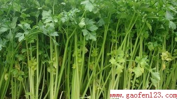 生吃蔬菜高速瘦身 www.gaofen123.com